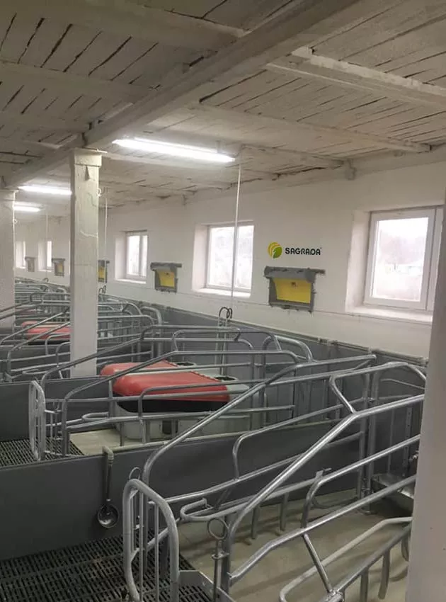 Приток в свинарнике