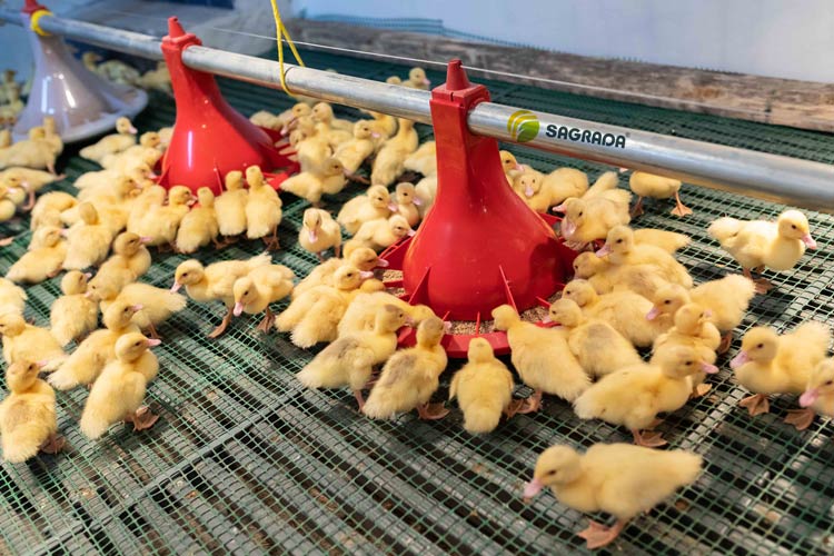 Кормушки поилки для кур цыплят в Новосибирске