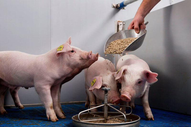 Чем кормить свиней для быстрого набора веса