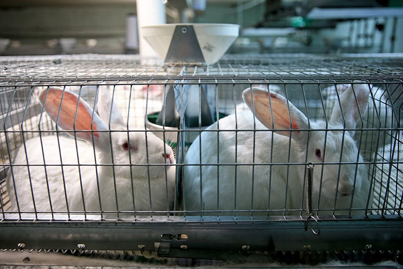 Чем лучше кормить кроликов: нормы, рационы кормления