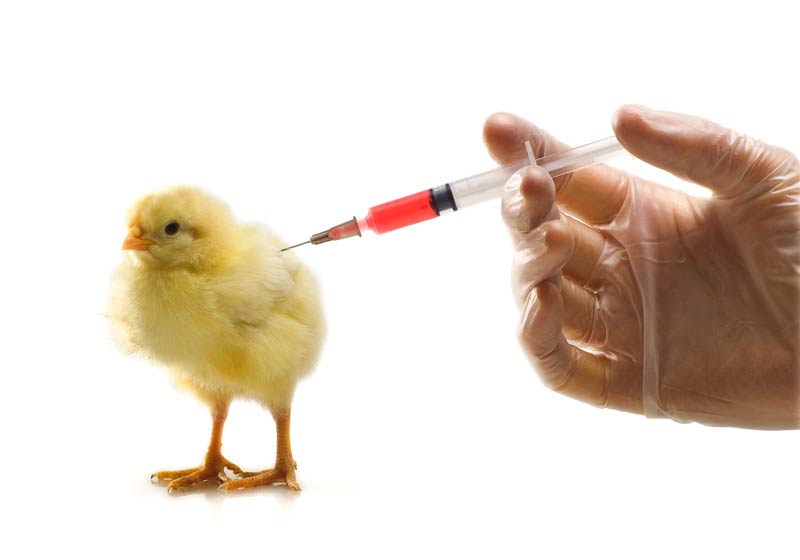 Вакцинация цыплят бройлеров