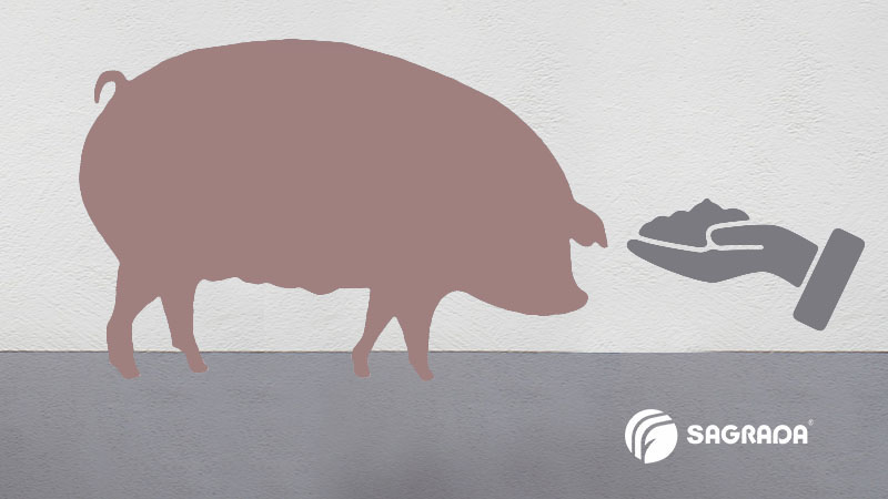 Кормление супоросных свиноматок: нормы и рационы