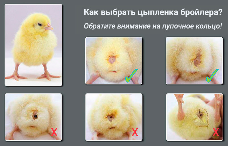 Как выбрать бройлеров при покупке цыплят правильно