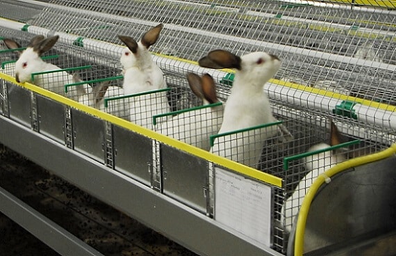 Мини-фермы для содержания кроликов