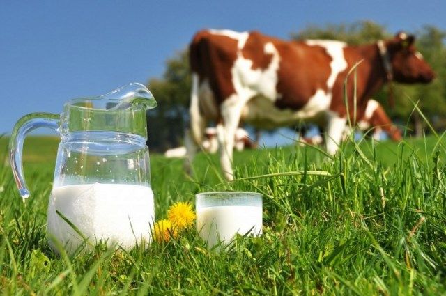 Стабильность молочной продуктивности