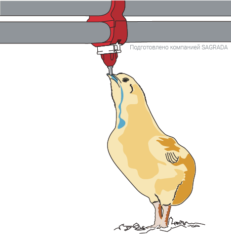Высота ниппельных поилок для цыплят