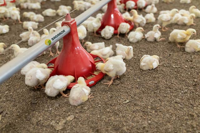 как давать витамины цыплятам бройлерам
