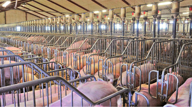 Автоматизация свиноводства: кормление