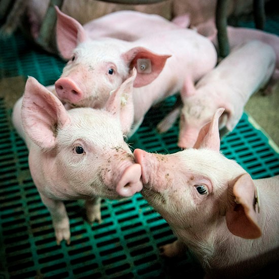 Условия содержания свиней