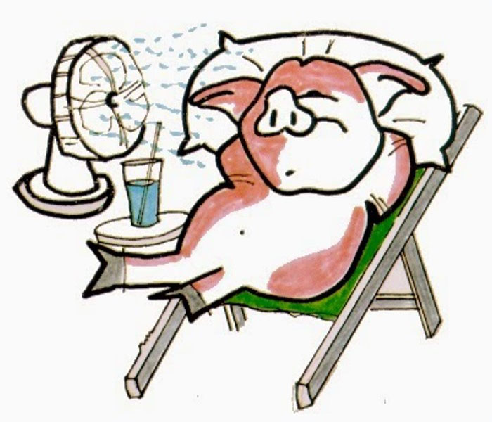 тепловой стресс у свиней