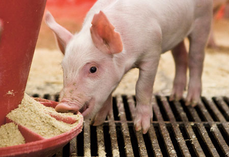Нормы кормления свиней сухим кормом